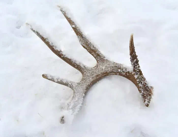 Antler specimen 2