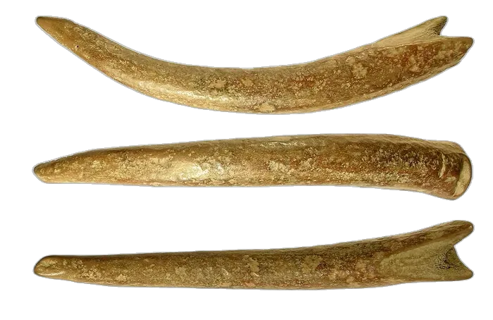 Antler specimen 3