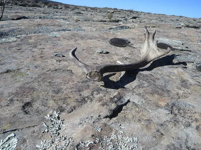 Antler specimen 4