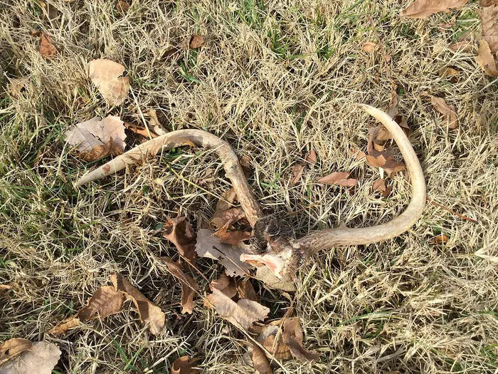 Antler specimen 5