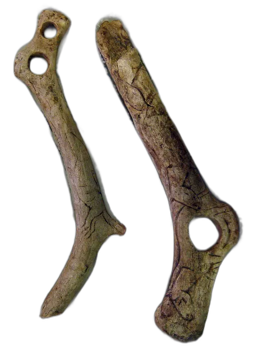 Antler specimen 6