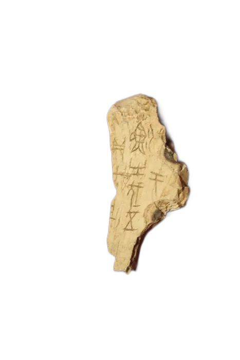 Bone specimen 1