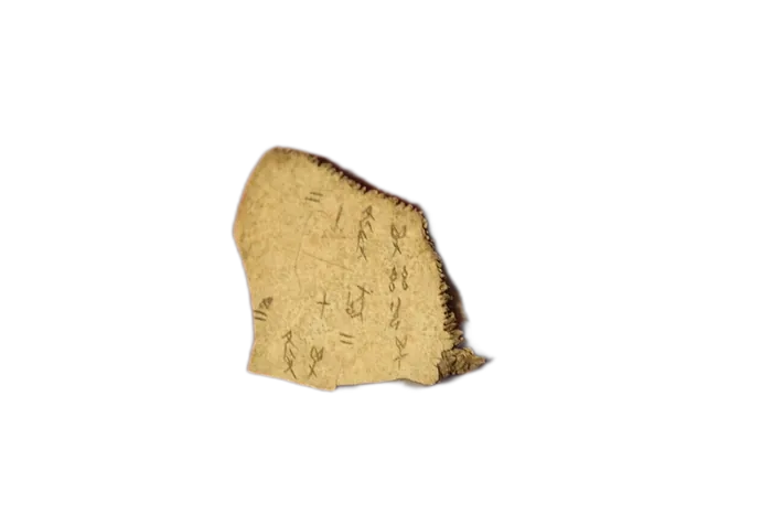 Bone specimen 3
