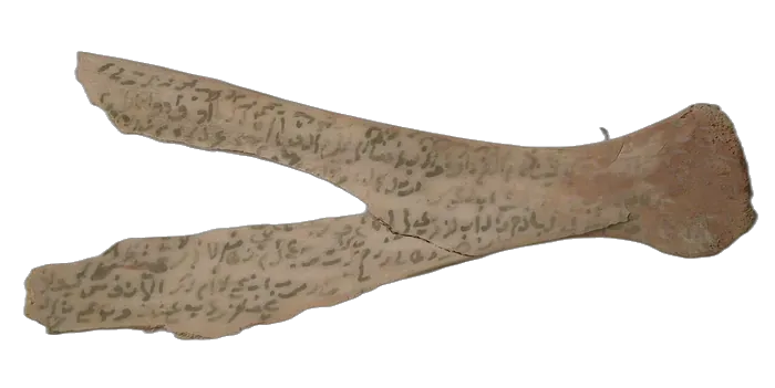 Bone specimen 4