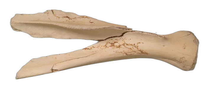 Bone specimen 5