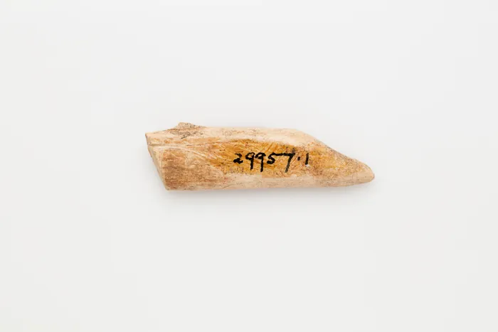 Bone specimen 6
