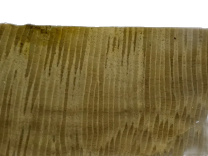 Coral specimen 1