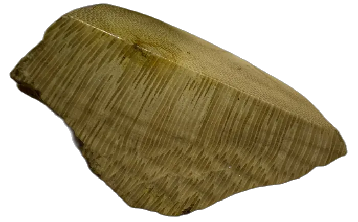 Coral specimen 2