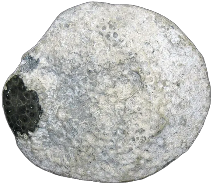 Coral specimen 3