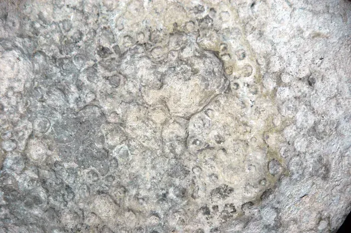 Coral specimen 4