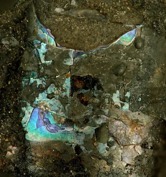 Shell Mother-of-Pearl specimen 3