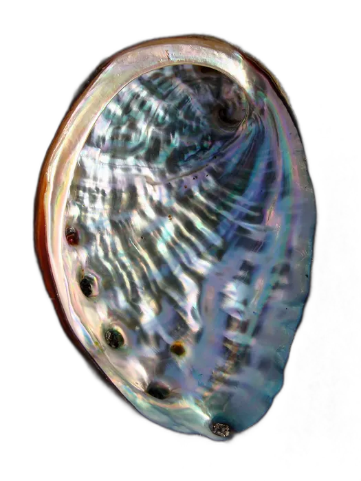 Shell Mother-of-Pearl specimen 5