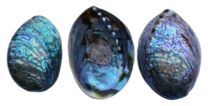 Shell Mother-of-Pearl specimen 6