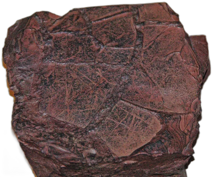 Argillite raw specimen 6