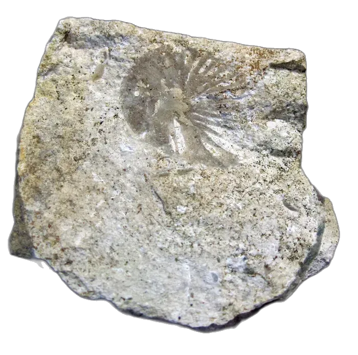 Chert raw specimen 5
