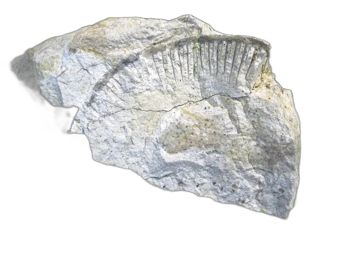 Chert raw specimen 6