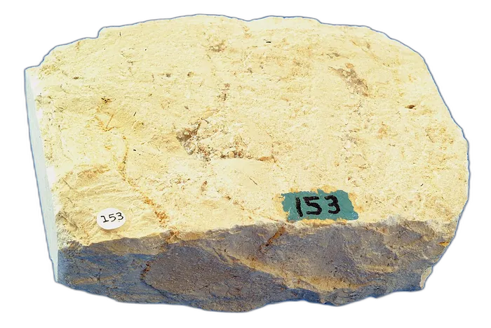 Limestone raw specimen 6