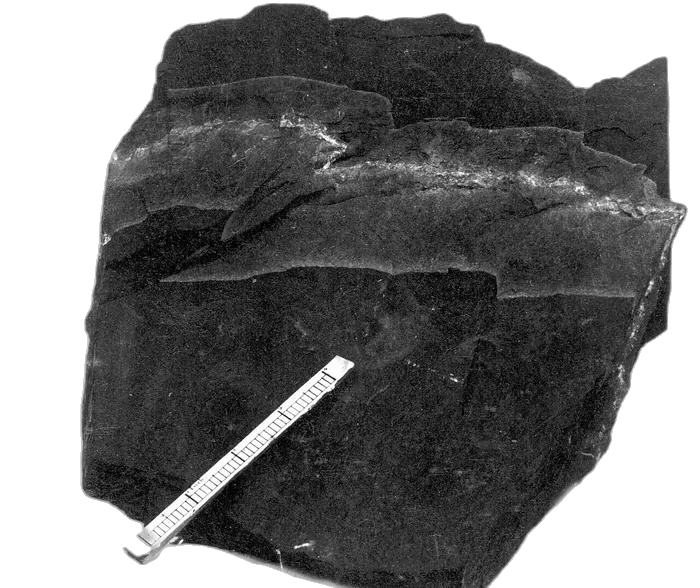 Slate raw specimen 5